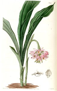 Geodorum densiflorum (as Geodorum fucatum) - Edwards vol 20 pl 1687 (1835)