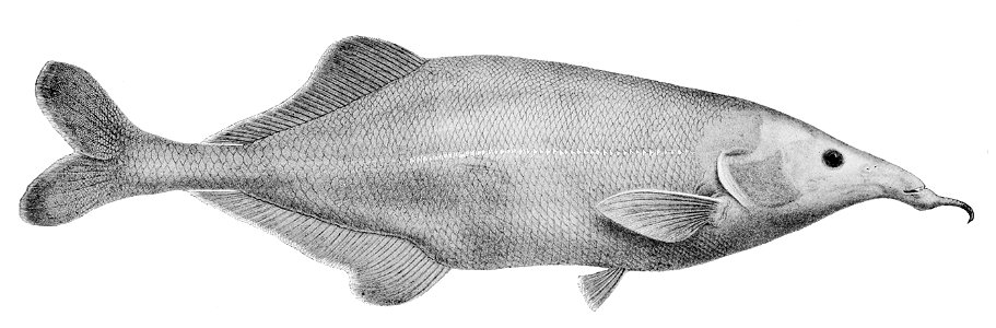 Genyomyrus donnyi