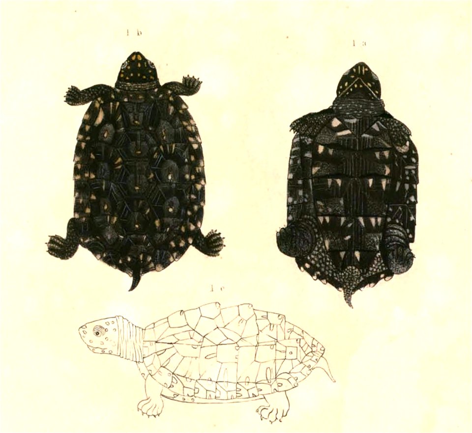 Geoclemys hamiltonii Hardwicke