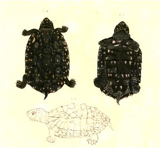 Geoclemys hamiltonii Hardwicke