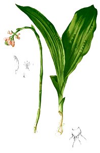 Geodorum densiflorum Blanco2.429b-cropped