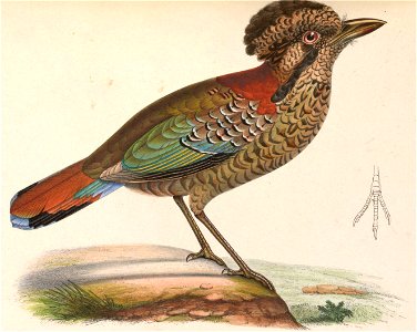 Geobiastes squamiger 1849