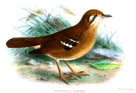 GeocichlaBatesiKeulemans