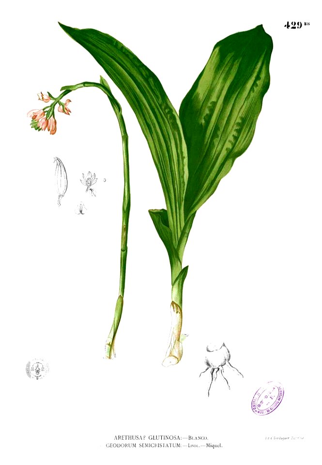 Geodorum densiflorum Blanco2.429b