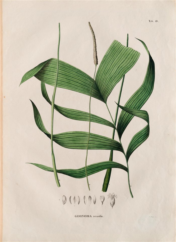 Geonoma acaulis, da Coleção Brasiliana Iconográfica