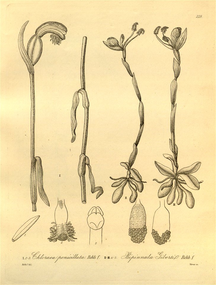 Geoblasta penicillata (Chloraea penicillata) and Bipinnula gibertii - Xenia 3-229 (1890)
