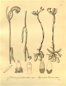 Geoblasta penicillata (Chloraea penicillata) and Bipinnula gibertii - Xenia 3-229 (1890)