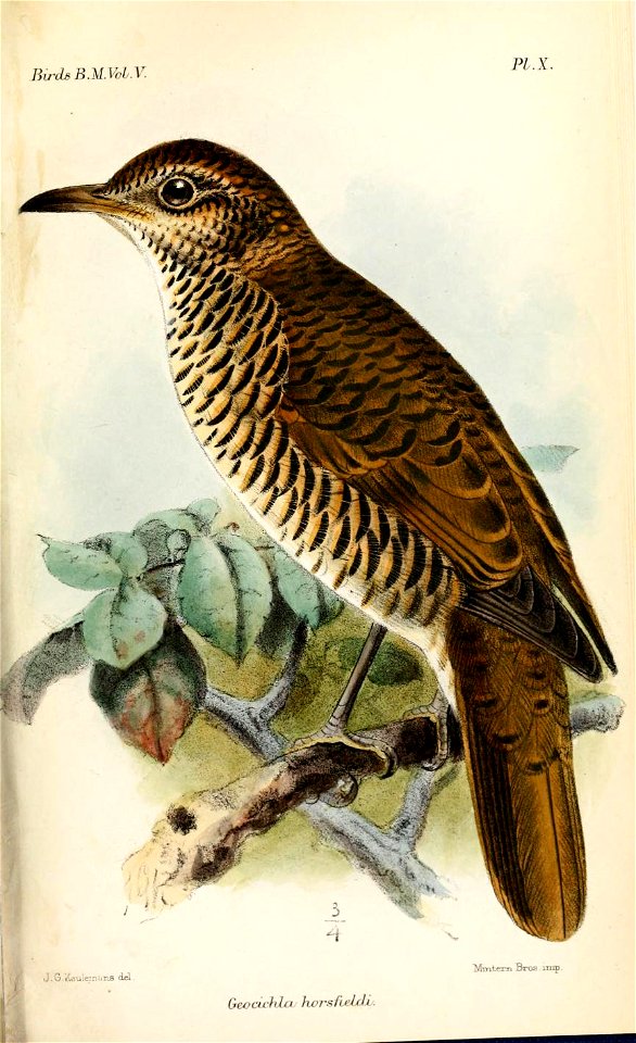 GeocichlaHorsfieldiKeulemans