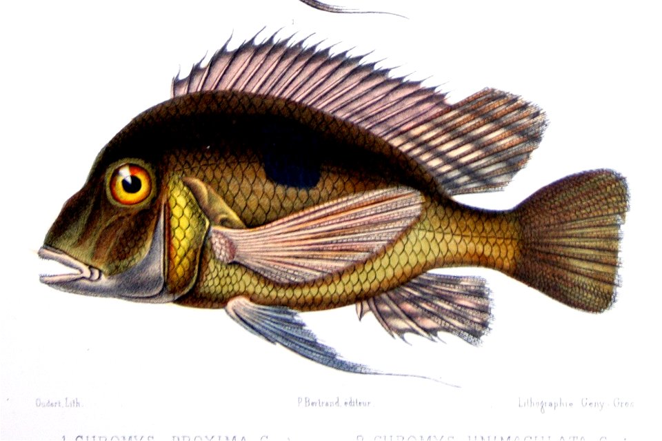 Geophagus proximus
