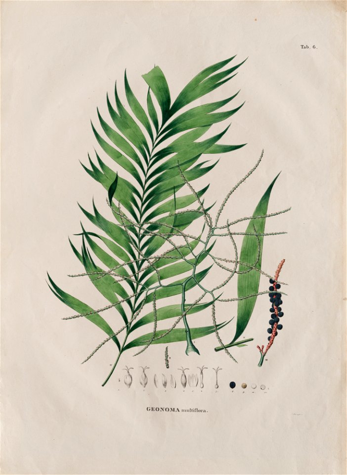 Geonoma multiflora, da Coleção Brasiliana Iconográfica