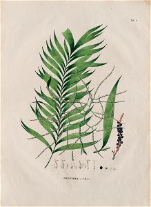 Geonoma multiflora, da Coleção Brasiliana Iconográfica
