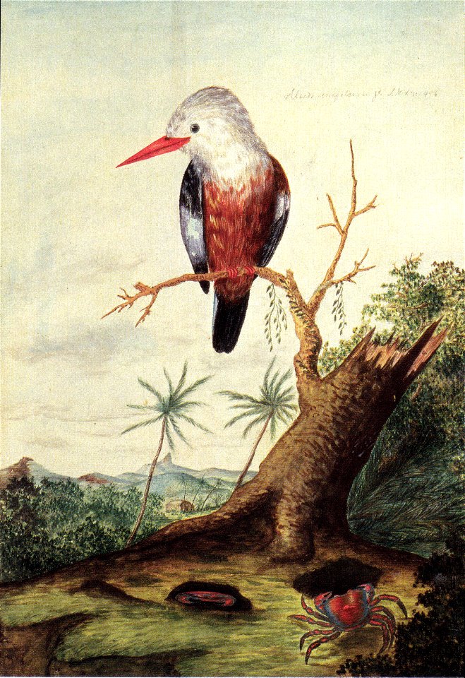 Georg Forster - Halcyon leucocephala acteon