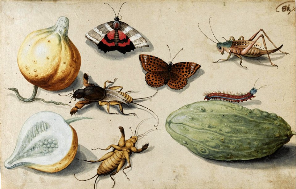 Georg Flegel - Schmetterlinge, Maulwurfsgrillen, Heuschrecke und Raupe mit Fläschenkürbis und Feigen