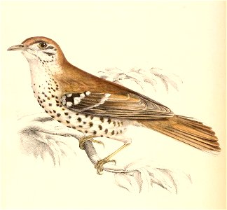 Geokichla guttata 1838