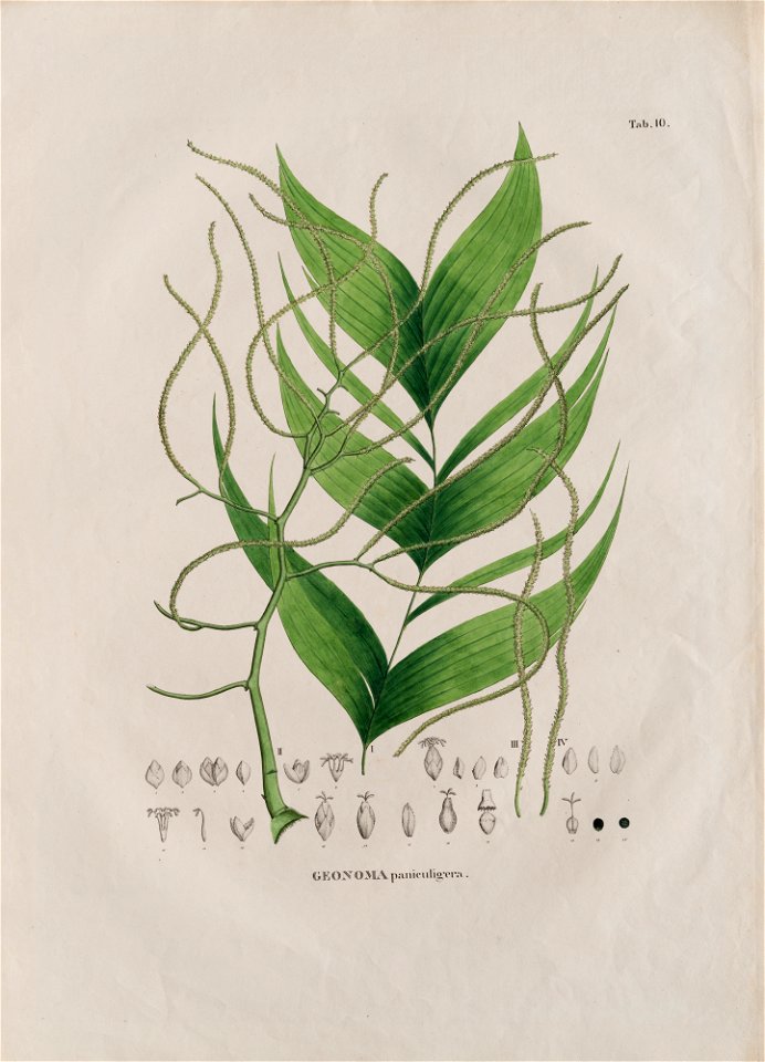 Geonoma paniculigera, da Coleção Brasiliana Iconográfica
