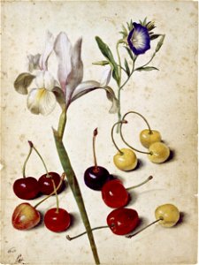 Georg Flegel - Spanish iris, morning glory, and cherries - Google Art Project. Free illustration for personal and commercial use.