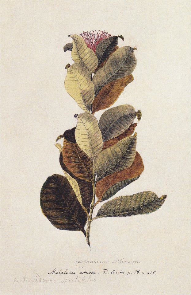 Georg Forster - Südinsel- Eisenholz