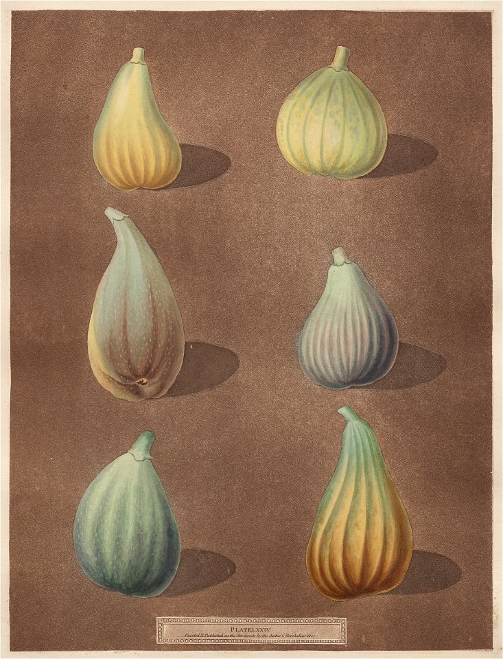 George Brookshaw (British) - Figs, plate LXXIV from Pomona Brittanica - 2020.165 - Cleveland Museum of Art