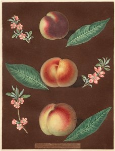 George Brookshaw (British) - Peaches, plate XXXIII from Pomona Brittanica - 2020.166 - Cleveland Museum of Art