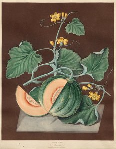 George Brookshaw (British) - Amicua (Melon), plate LXXI from Pomona Brittanica - 2020.167 - Cleveland Museum of Art