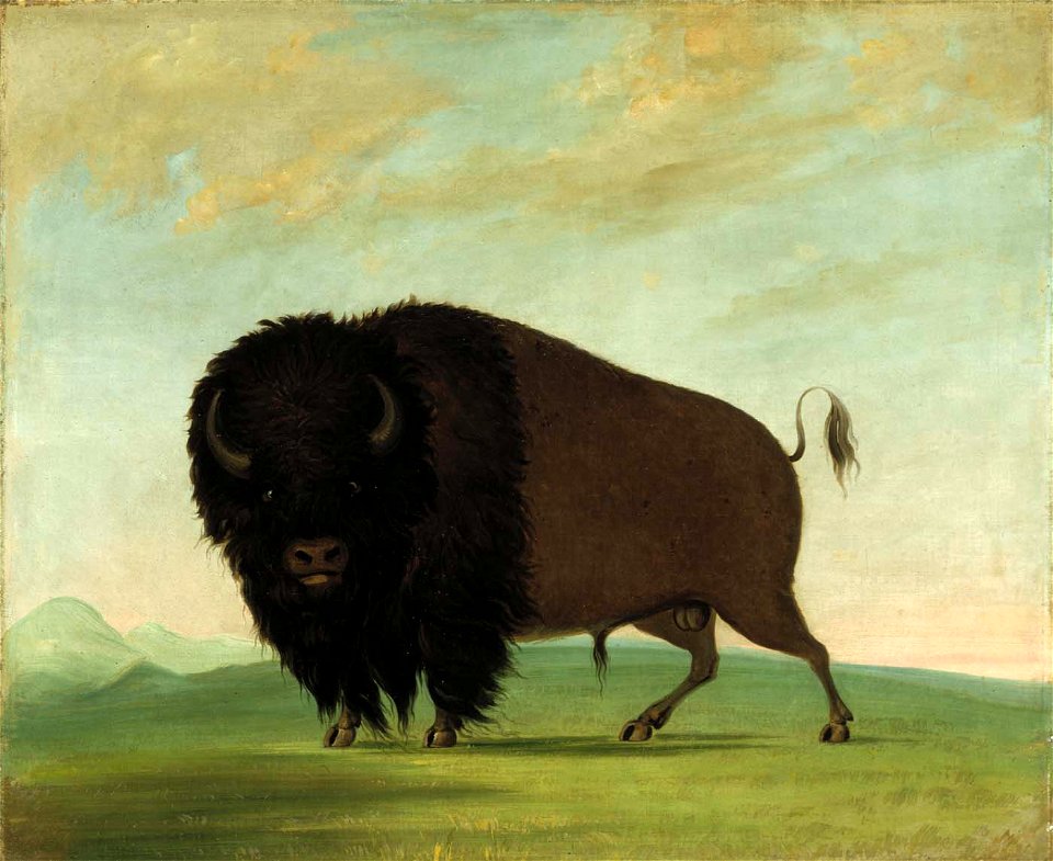 George Catlin - Buffalo Bull, Grazing on the Prairie - 1985.66.404 - Smithsonian American Art Museum