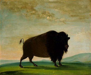 George Catlin - Buffalo Cow, Grazing on the Prairie - 1985.66.405 - Smithsonian American Art Museum