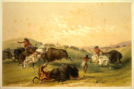 George Catlin - Buffalo Hunt, A Numerous Group. Free illustration for personal and commercial use.