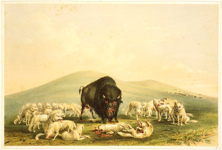 George Catlin - Buffalo Hunt, White Wolves Attacking Buffalo Bull. Free illustration for personal and commercial use.
