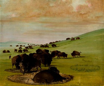 George Catlin - Buffalo Bulls in a Wallow - 1985.66.425 - Smithsonian American Art Museum