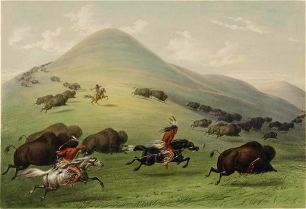 George Catlin - Buffalo hunt. Free illustration for personal and commercial use.