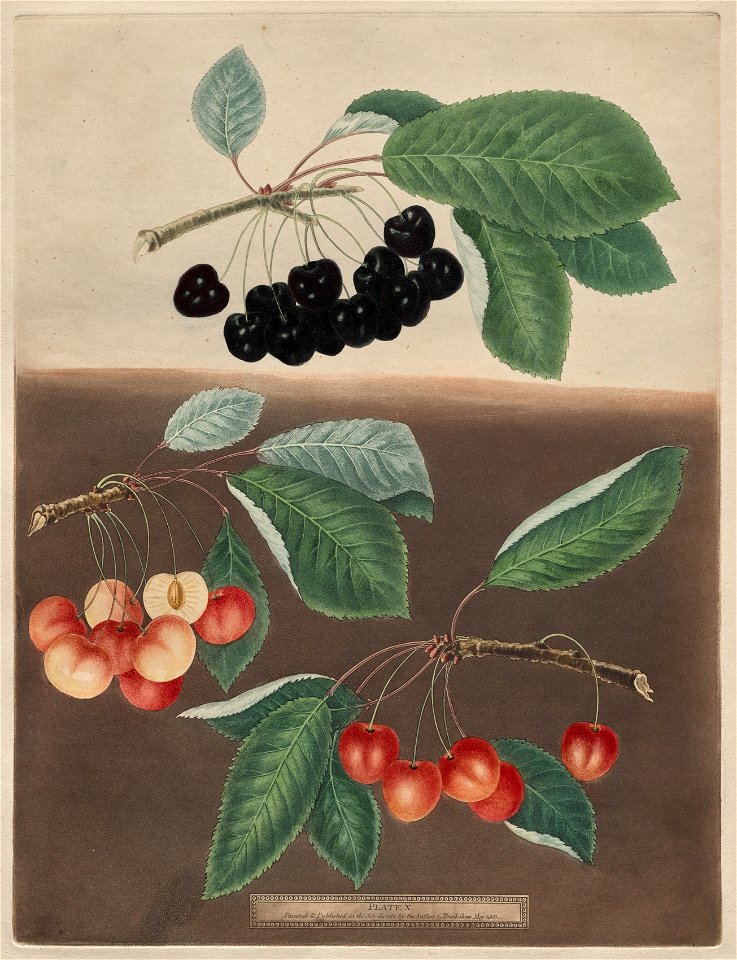 George Brookshaw (British) - Cherries, plate X from Pomona Brittanica - 2020.168 - Cleveland Museum of Art