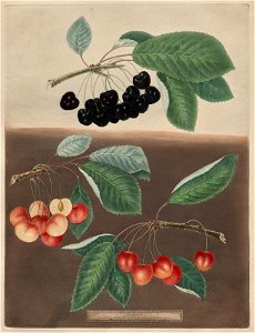George Brookshaw (British) - Cherries, plate X from Pomona Brittanica - 2020.168 - Cleveland Museum of Art