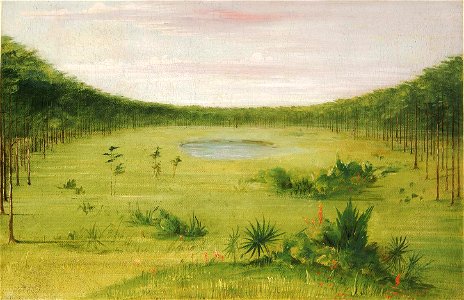 George Catlin - Beautiful Savannah in the Pine Woods of Florida - 1985.66.349 - Smithsonian American Art Museum