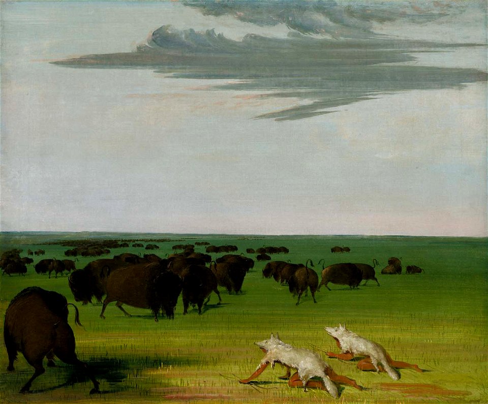 George Catlin - Buffalo Hunt under the Wolf-skin Mask - 1985.66.414 - Smithsonian American Art Museum