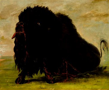George Catlin - Dying Buffalo, Shot with an Arrow - 1985.66.407 - Smithsonian American Art Museum