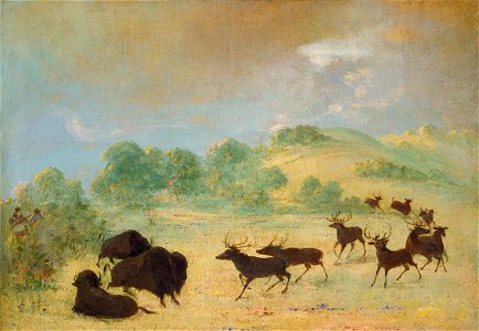 George Catlin - Elk and Buffalo Making Acquaintance, Texas - 1985.66.581 - Smithsonian American Art Museum