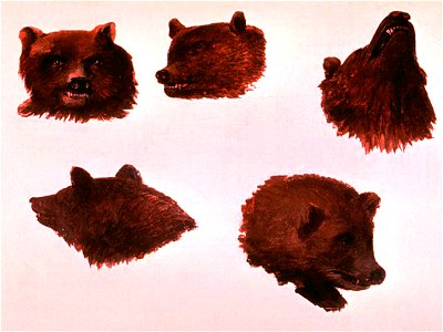 George Catlin - Portraits of Two Grizzly Bears, From Life - 1985.66.386,502 - Smithsonian American Art Museum