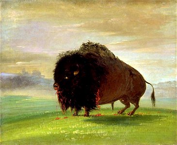 George Catlin - Wounded Buffalo, Strewing His Blood over the Prairies - 1985.66.406 - Smithsonian American Art Museum
