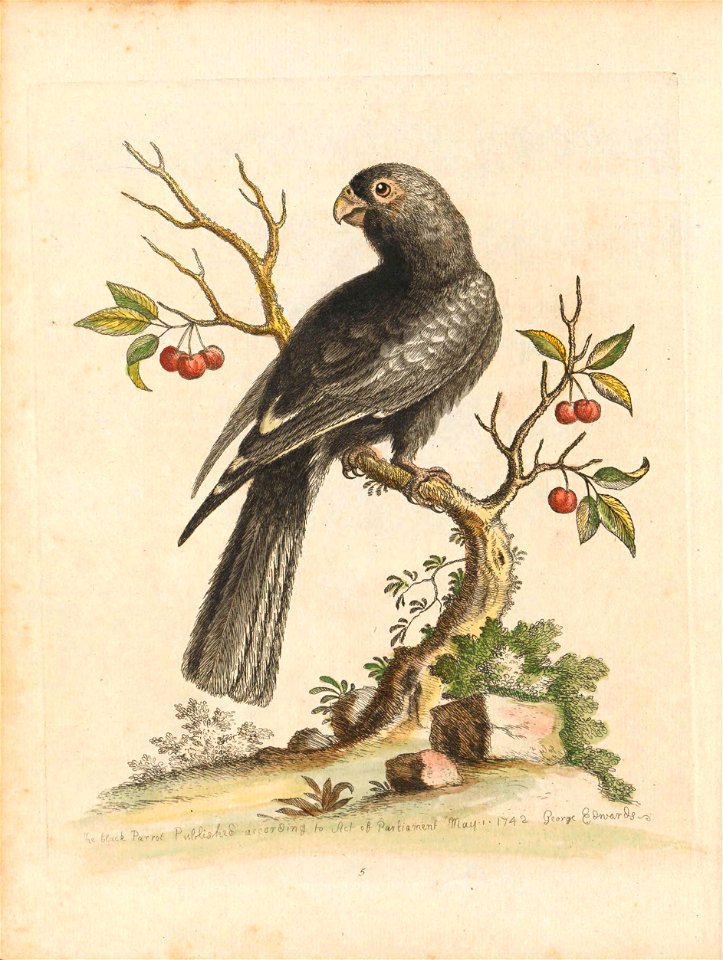 George Edwards, Birds I Singapore Plate 5