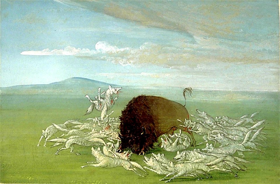 George Catlin - White Wolves Attacking a Buffalo Bull - 1985.66.467 - Smithsonian American Art Museum