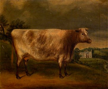 George Edward Hysum (c.1812-1877) - 'Waterwitch', Prize Cow, Winner of the First Prize at Totnes, 1851 - 830826 - National Trust