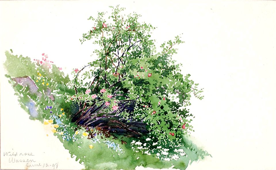 George Elbert Burr - Wild Rose, Wassen - 1983.83.191 - Smithsonian American Art Museum