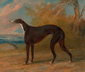 George Garrard - One of George Lane Fox's Winning Greyhounds- the Black and White Greyhound Bitch, Juno, also called ... - Google Art Project