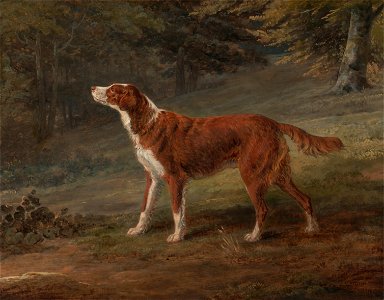 George Garrard - Ranger, a setter, the property of Elizabeth Gray - Google Art Project