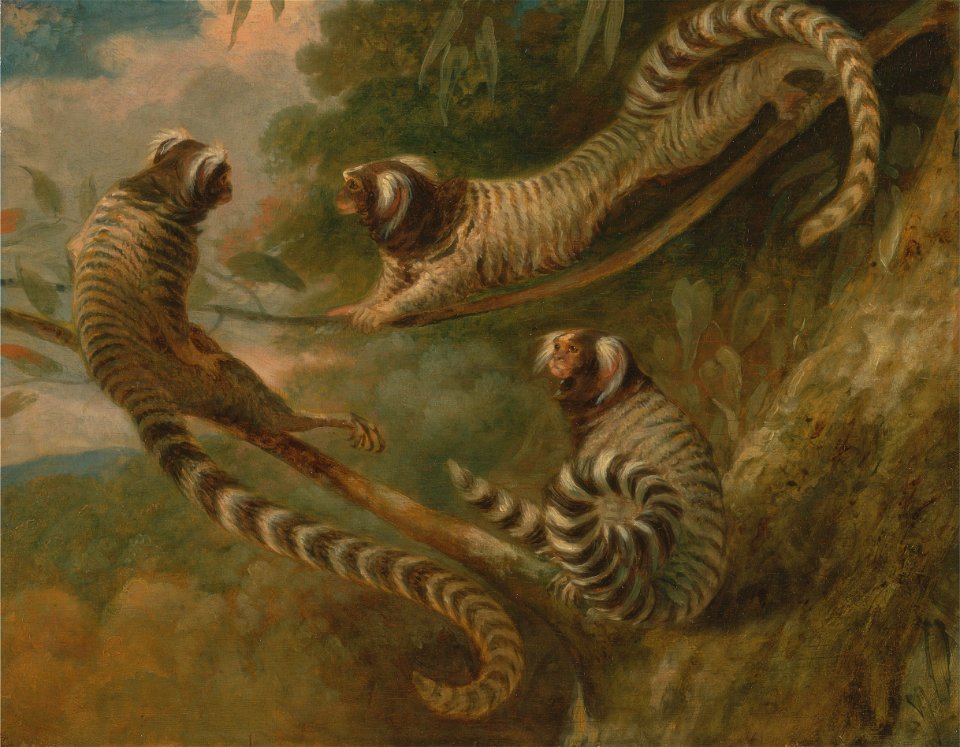 George Garrard - A Marmoset in Three Attitudes - Google Art Project