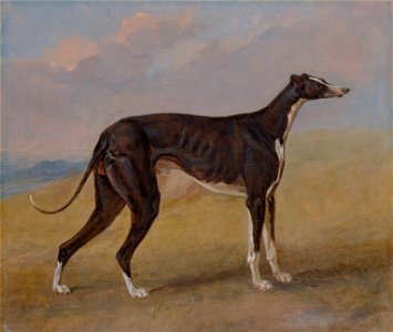 George Garrard - Turk, a greyhound, the property of George Lane Fox - Google Art Project. Free illustration for personal and commercial use.