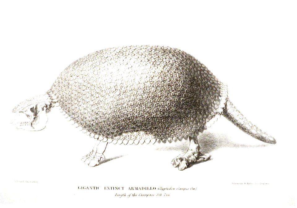 George Johann Scharf Armadillo 1845