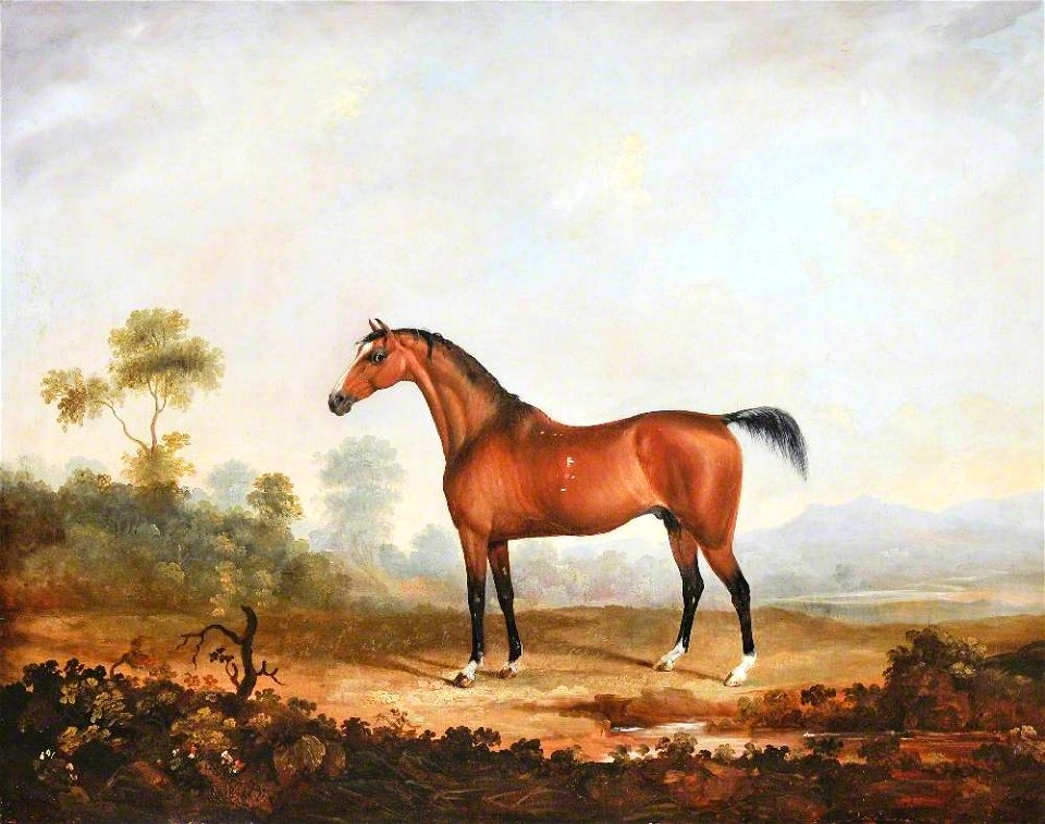 George Nairn (1799-1850) - Lord Anglesey's Horse 'Cossack' - 1176289 - National Trust