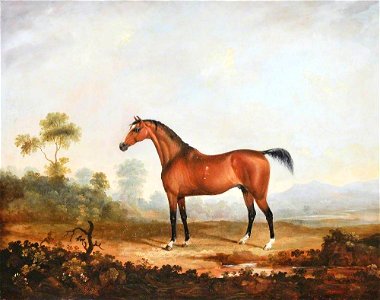 George Nairn (1799-1850) - Lord Anglesey's Horse 'Cossack' - 1176289 - National Trust
