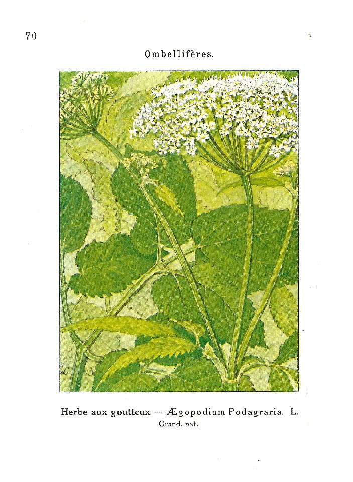Gadeceau-adventices-Aegopodium